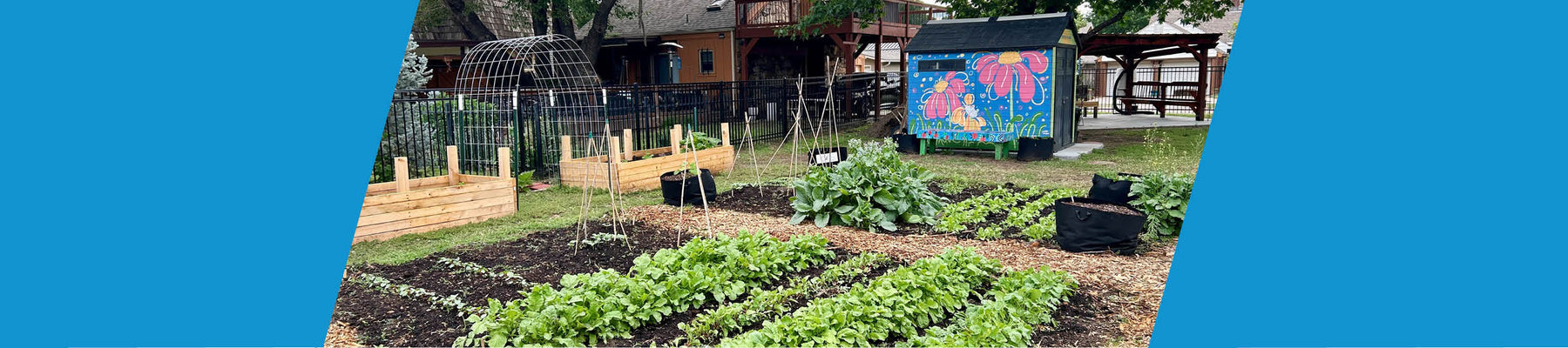 Volunteer Spotlight: Laura Shank